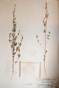 herbarium sheet of CAS 209573